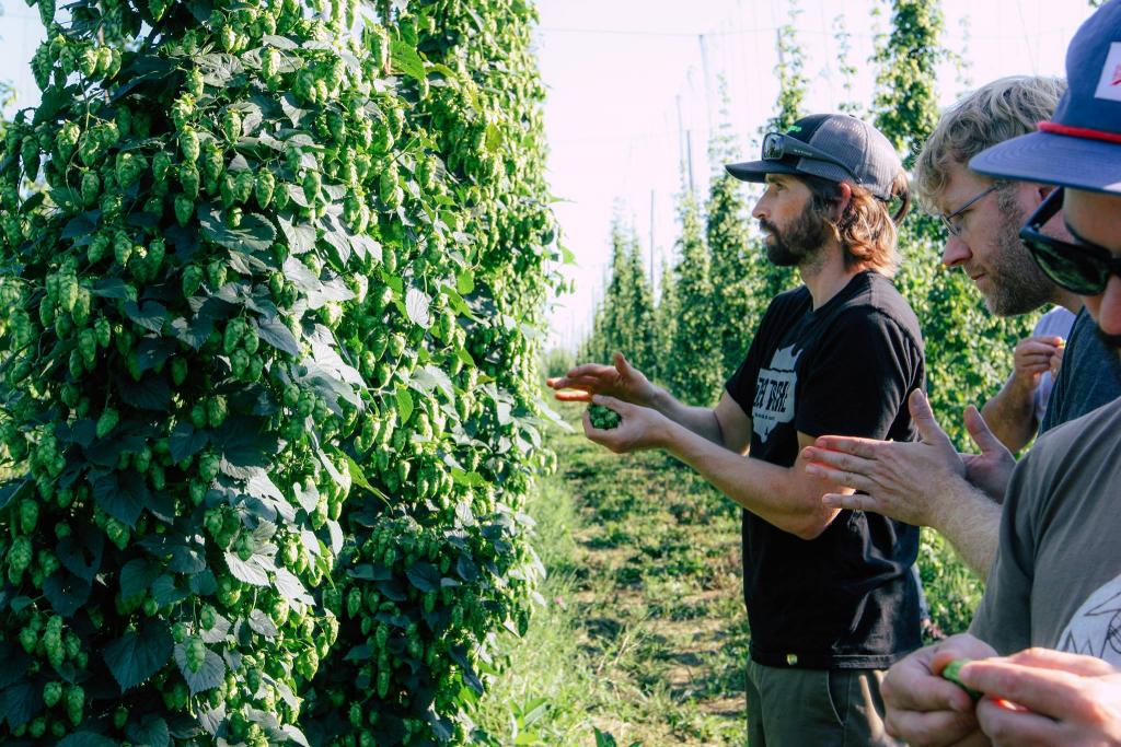 Hop Farms & How to Grow Hops in New England • Hop Culture