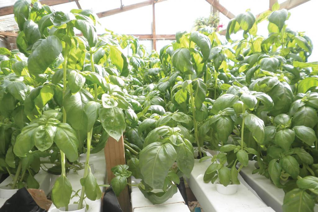 Getting the Most From Hydroponic Basil and Cilantro
