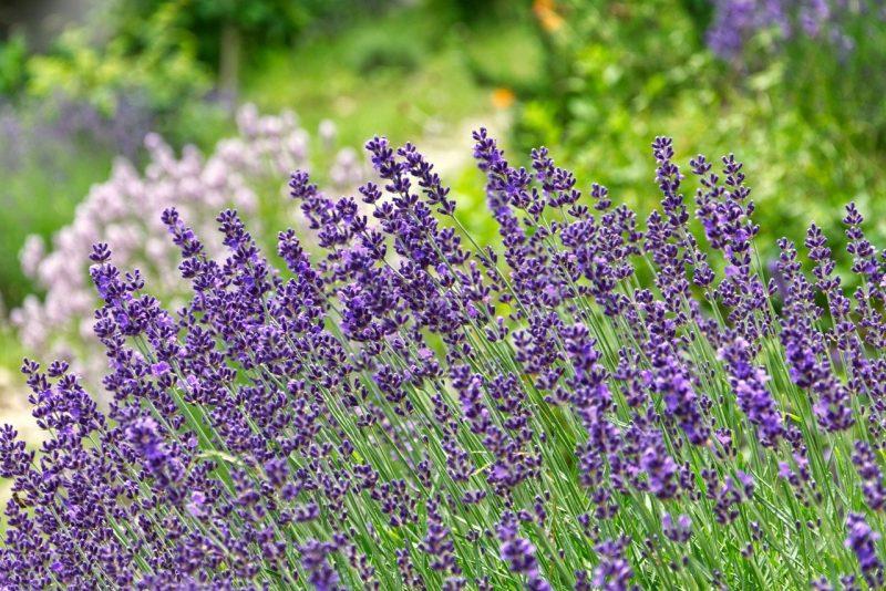 How To Grow Lavender In Arizona - Krostrade