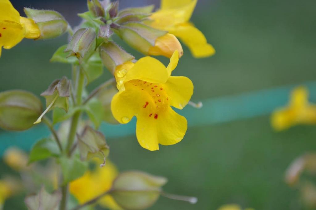 How To Grow Mimulus In 2 Easy Steps - Krostrade
