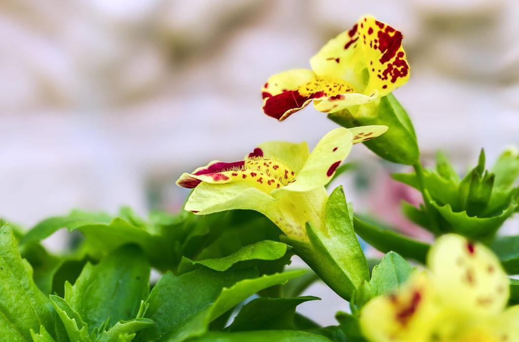 How to Grow Mimulus - Monkey Flower - Garden Chronicle