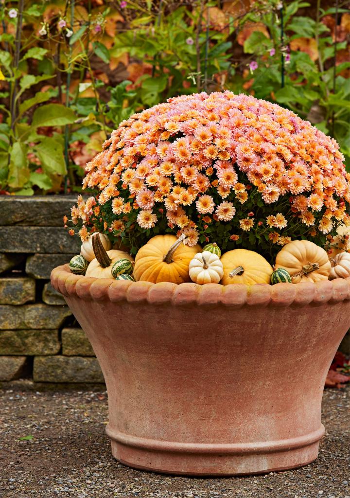 How to Grow Mums in Containers | Better Homes & Gardens