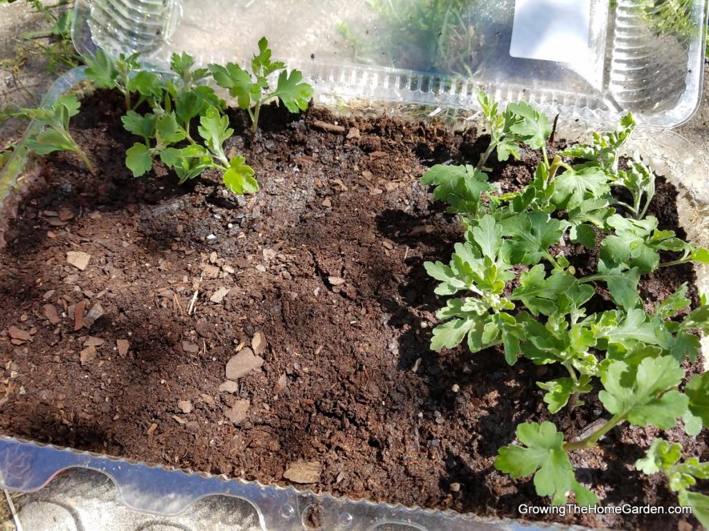 Propagating Mums for Profit - Growing The Home Garden
