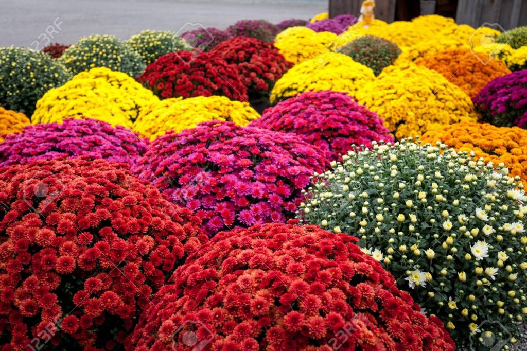 Multicolored Mums, Autumn Beautiful Flowers In Exceptional Time, Full Bloom Stock Photo, Picture And Royalty Free Image. Image 87870917.