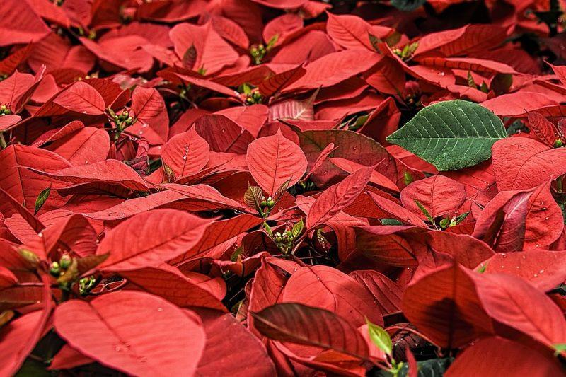 How To Grow Poinsettias From Seed. 3 Easy Steps - Krostrade