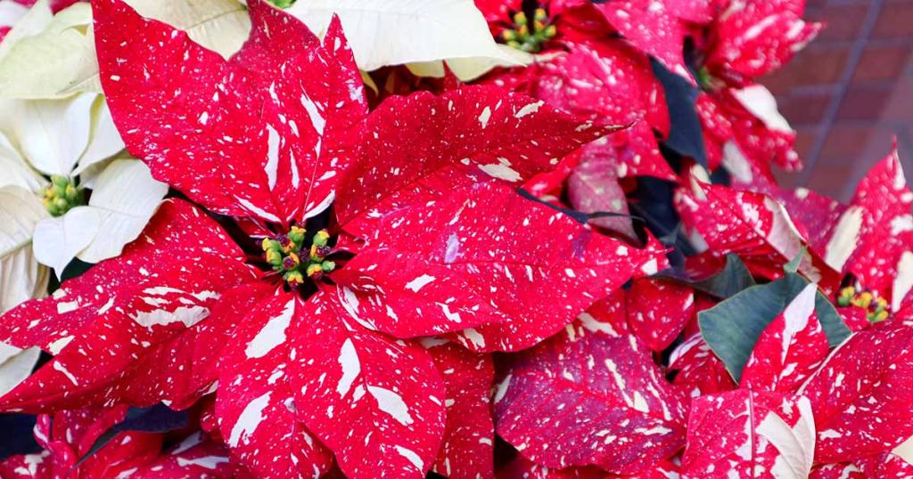 How to Grow and Care for Poinsettia Plants | Gardener's Path