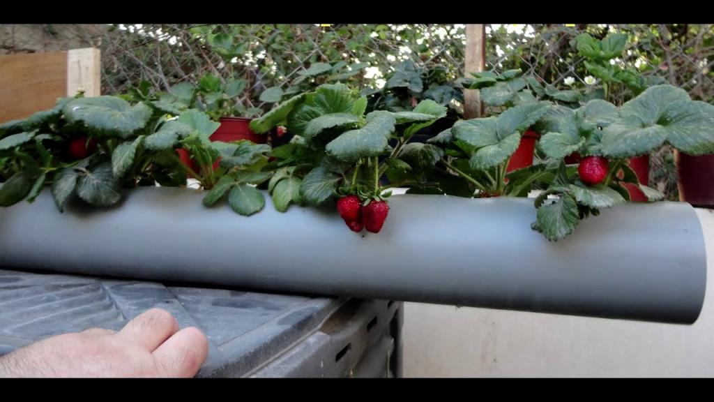 Strawberry Pipe Planter - YouTube