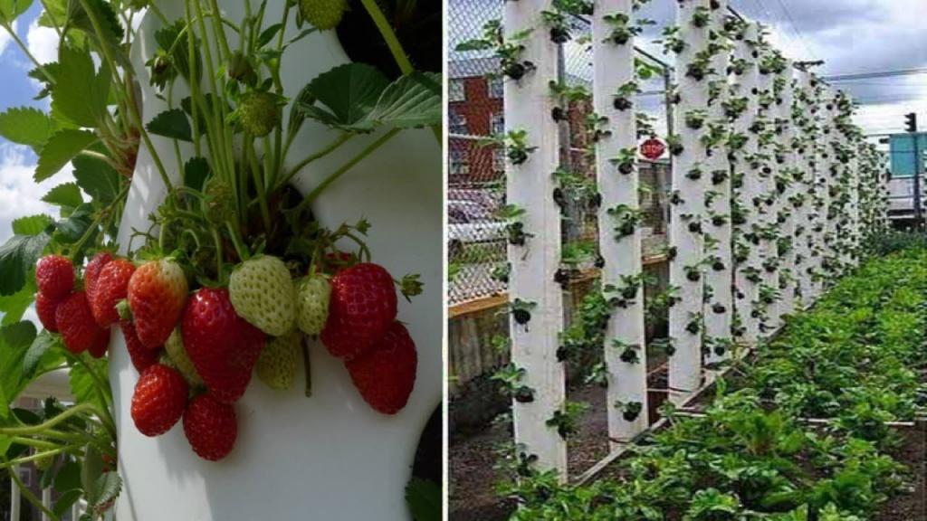 Believe It Or Not, This Tower Can Grow Tons Of Strawberries At Home - YouTube