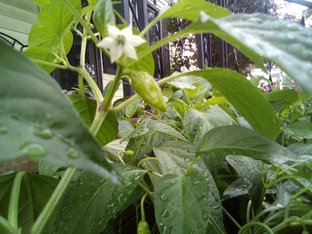 Pepper plant identification - Gardening & Landscaping Stack Exchange