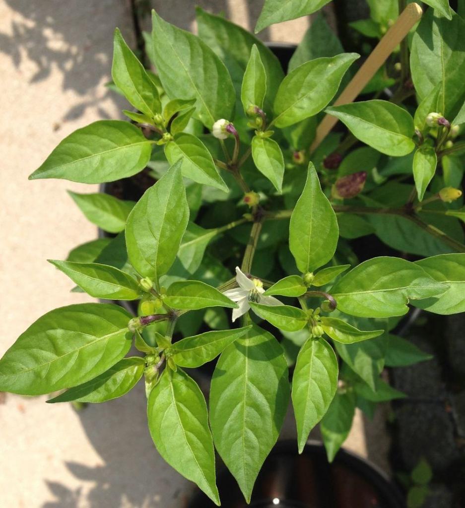 identification - Identify pepper plant with purple upright fruit - Gardening & Landscaping Stack Exchange