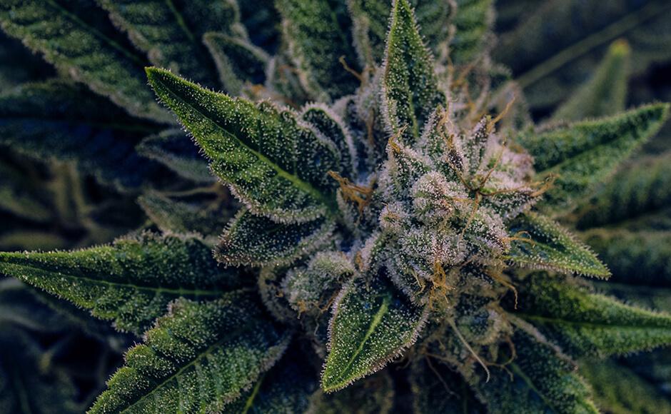 Promoting Terpenes in Cannabis