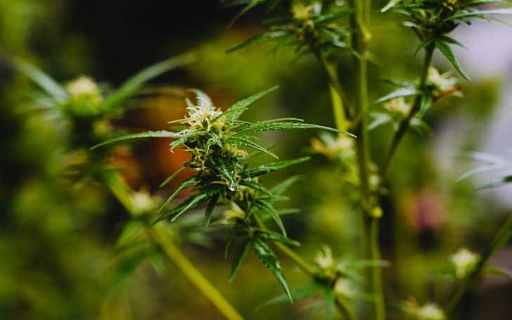 How To Increase Terpenes In Cannabis. 3 Best Tips - Krostrade