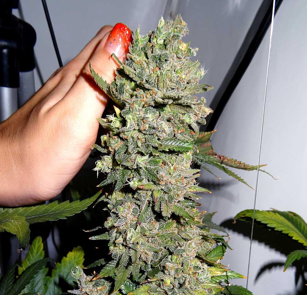 How to Increase THC When Growing Weed | Grow Weed Easy