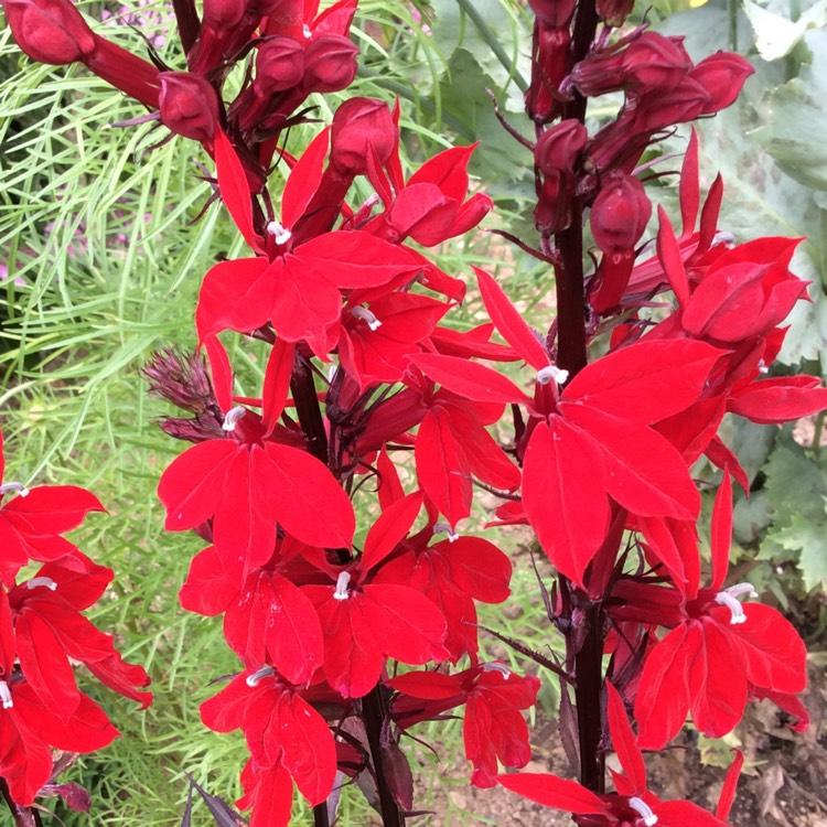 Lobelia cardinalis 'Queen Victoria', Cardinal Flower 'Queen Victoria' - uploaded by @davewrightjoinerygooglemail.co