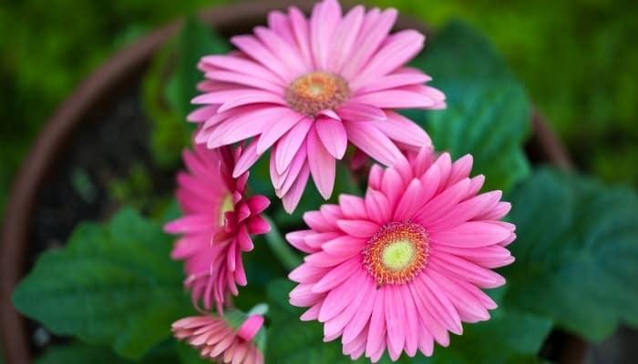 13 Simple Tips for Keeping Your Gerbera Daisies Blooming - WhyFarmIt.com