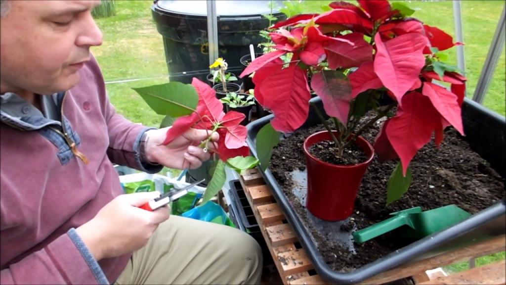 Cutting back and repotting my poinsettia (Euphorbia pulcherrima) - YouTube