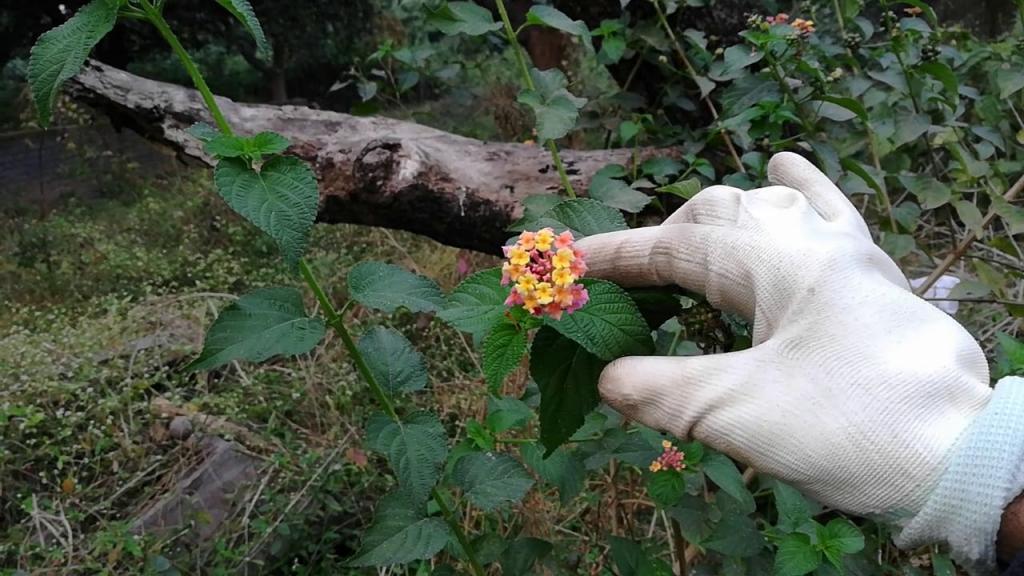 How to Grow Lantana flower from seed - YouTube