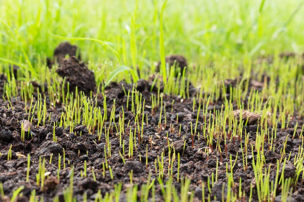 A Guide to Grass Seed Germination - Blog | Nature's Seed