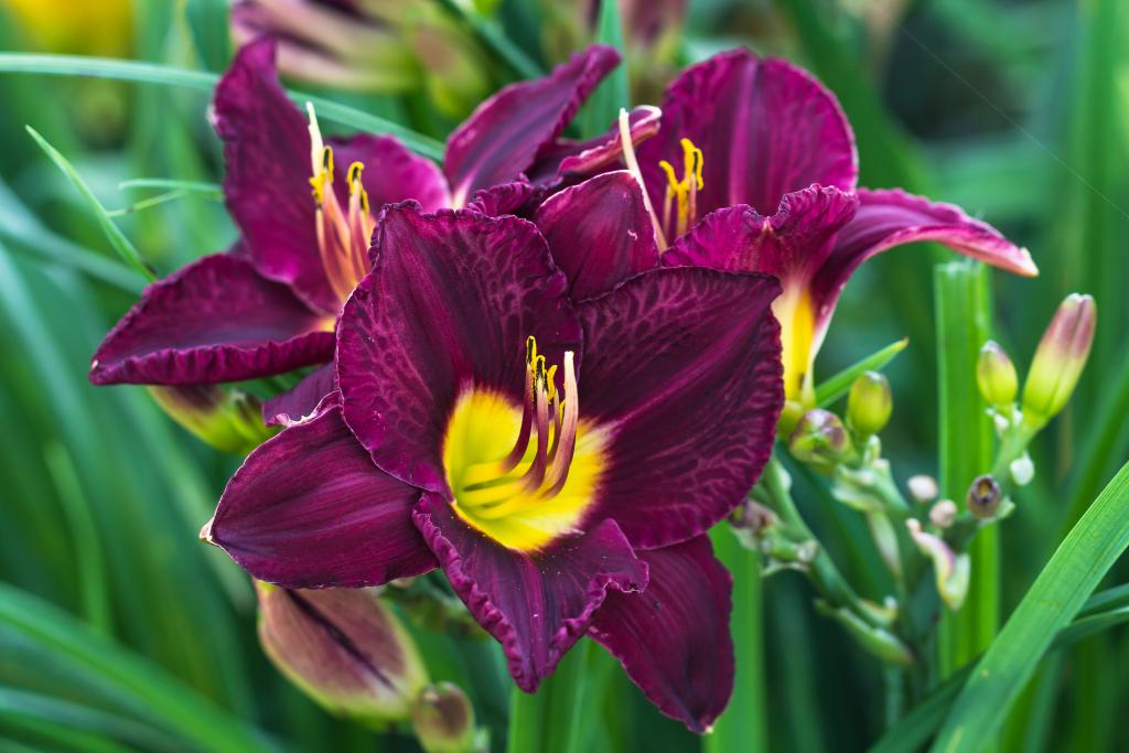 How to Prepare Daylilies for Winter | Hunker