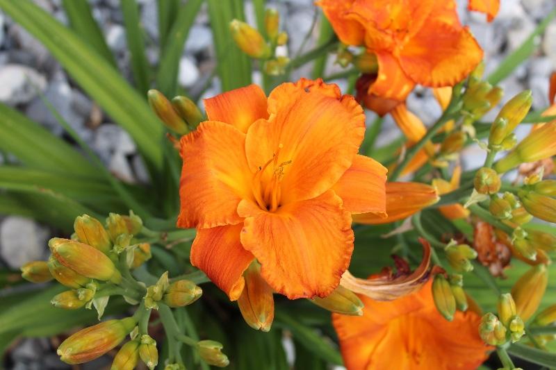How To Prepare Daylilies For Winter. Best Guide - Krostrade