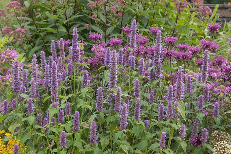 How to Grow and Care for Anise Hyssop Flowers | Gardener's Path