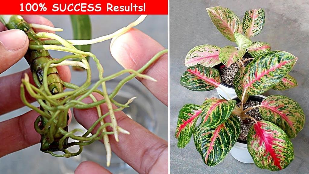3 EASIEST Ways To Propagate Aglaonema Plant! - YouTube