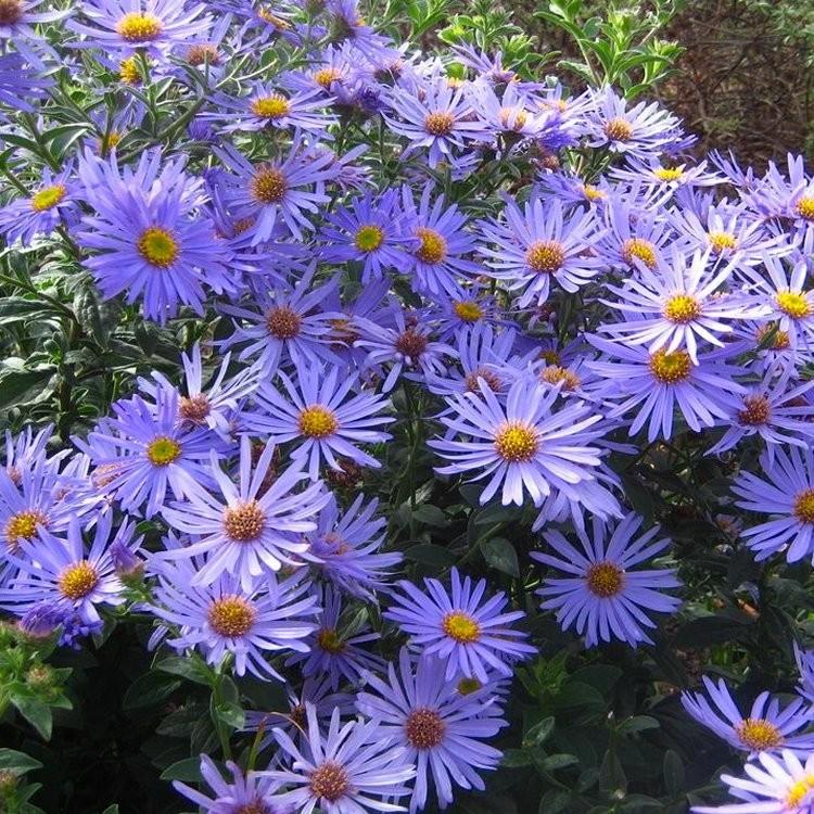Aster × frikartii 'Mönch' - Michaelmas Daisy - Garden Plants