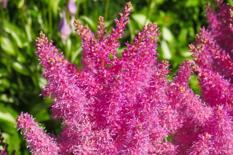 How to Propagate Astilbe Flowers Through Division | Gardener's Path