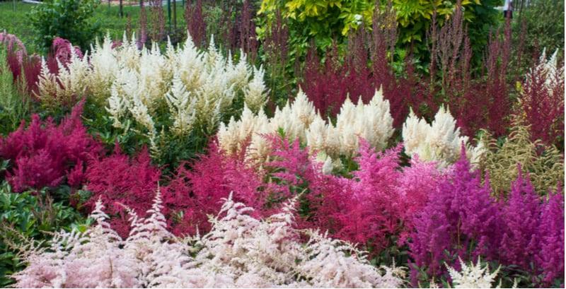 Astilbe propagation - Propagating astilbes step by step | Pyracantha.co.uk