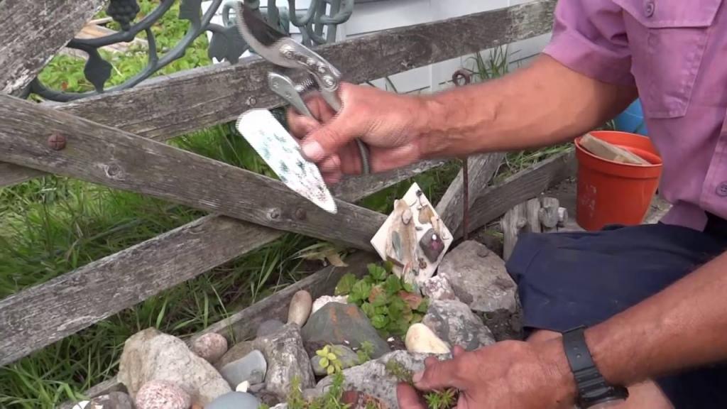 How to take alpine phlox cuttings - YouTube