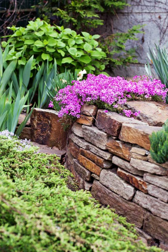 How to Grow and Care for Creeping Phlox | Gardener's Path