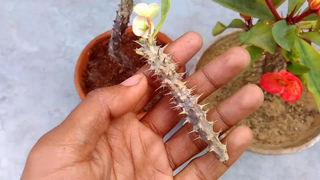 Fast & Easy way to make and grow Cuttings of Euphorbia milii ( Crown of Thorns ) - YouTube