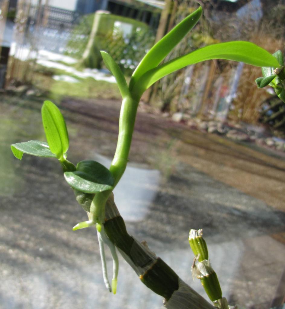 propagation - Dendrobium nobile: How and when to cut and pot new plant ( keiki) from mother? - Gardening & Landscaping Stack Exchange