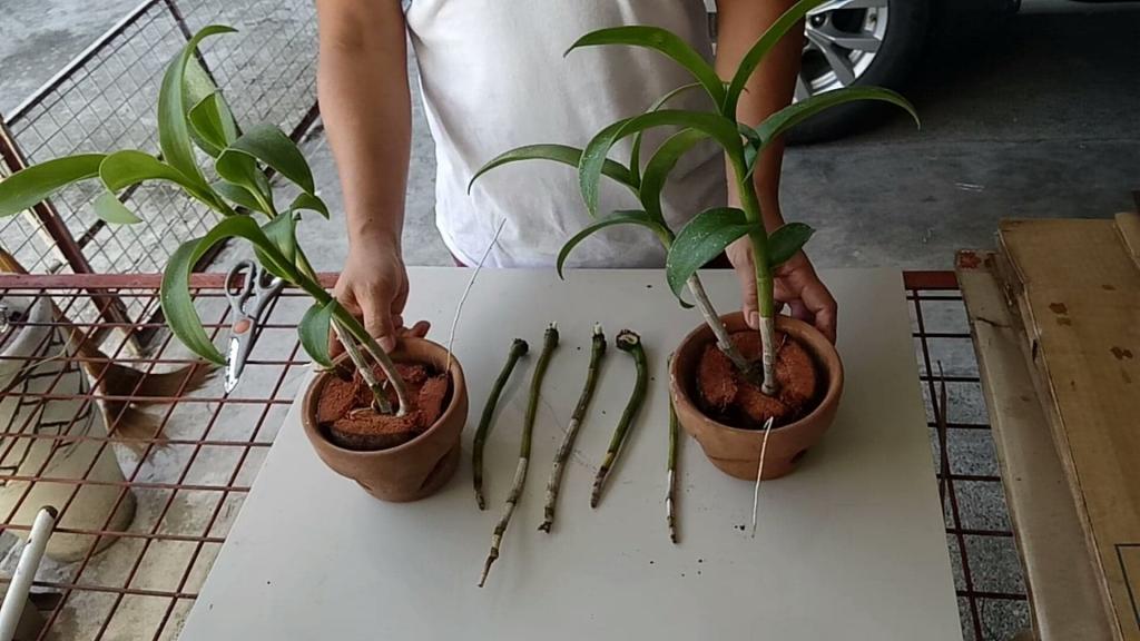 How To Activate Dendrobium Orchid Stalks To Make Keikis Non-stop – Frenond's Adventure
