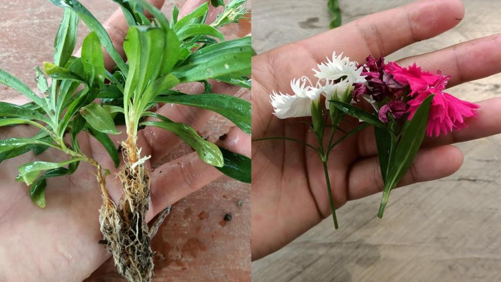 How to grow dianthus from cuttings | dianthus plant care | dianthus cuttings | dianthus Propagation - YouTube