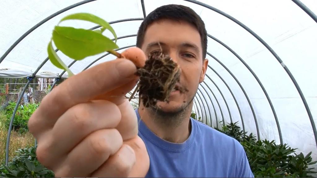 Dogwood Tree Rooted Cuttings Update - YouTube