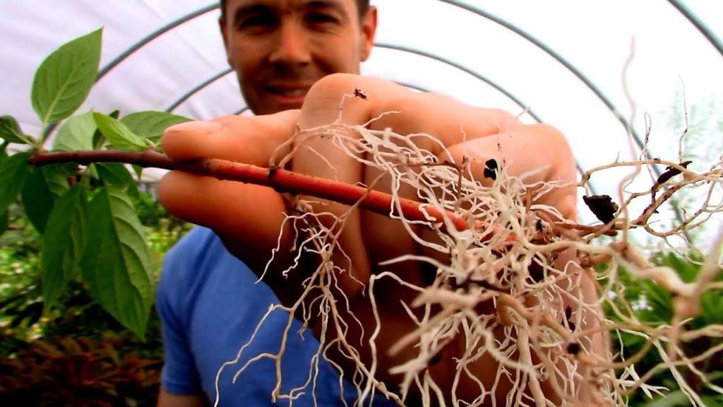Amazing Fast Hardwood Cutting Rooting Trick | Rooting Red and Yellow Twig Dogwood Cuttings - YouTube