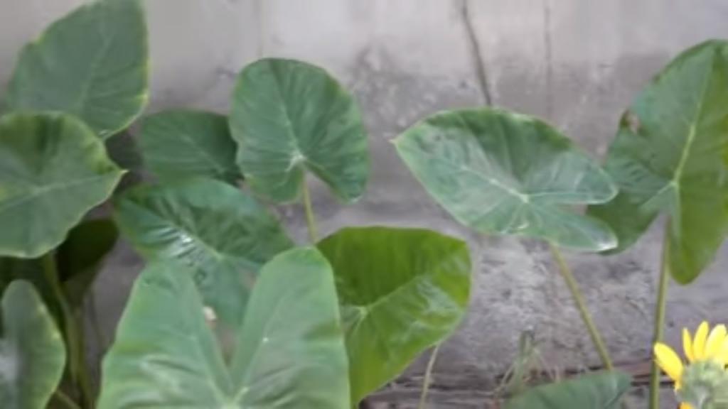 Elephant Ear Plant Propagation | Elephant Ears Indoors | How to Grow Plant  From Cutting (Urdu/hindi) - YouTube