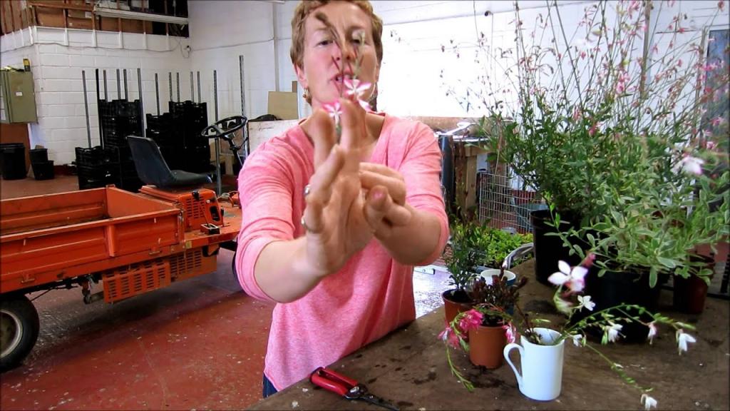 Hardy's Gardening Advice: Rosy Hardy on Gaura (August 2014) - YouTube