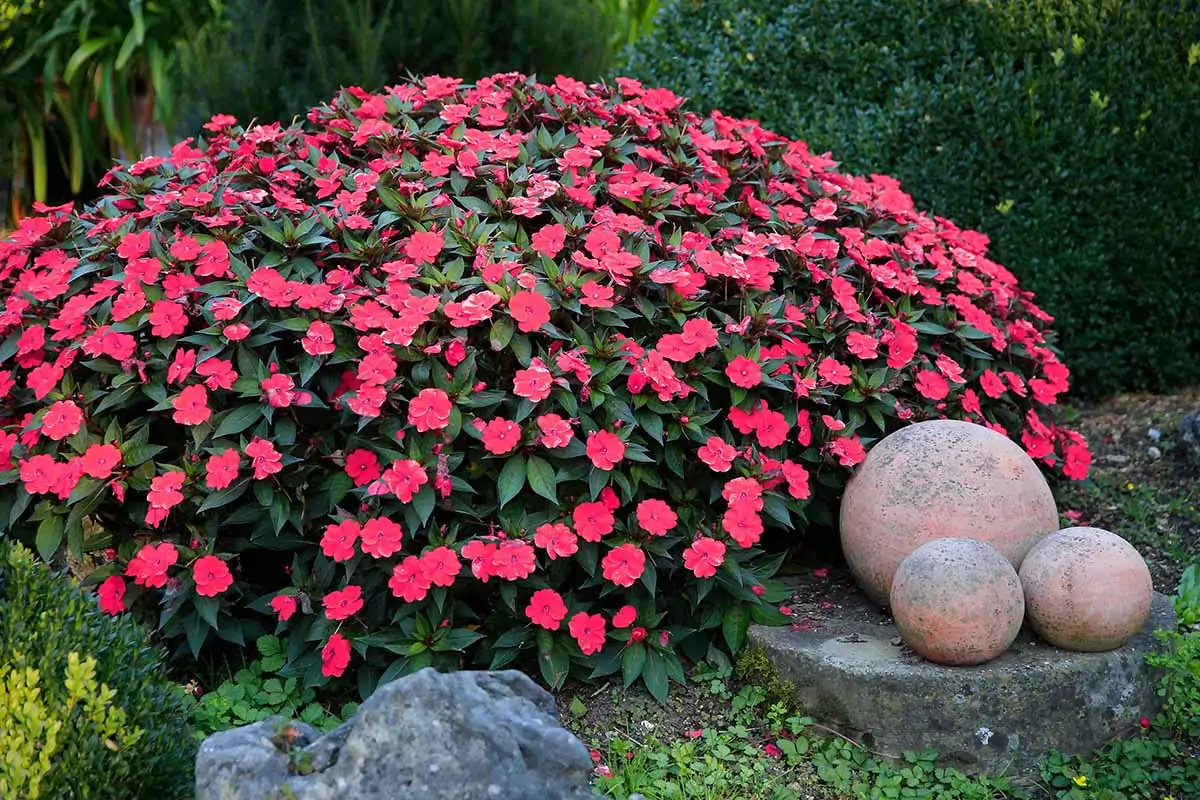 How to Grow and Care for Impatiens | Gardener's Path