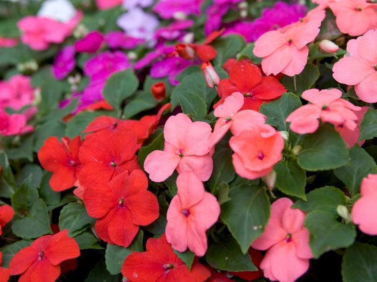 Impatiens: Plant, Grow and Care For Busy Lizzies - BBC Gardeners World  Magazine