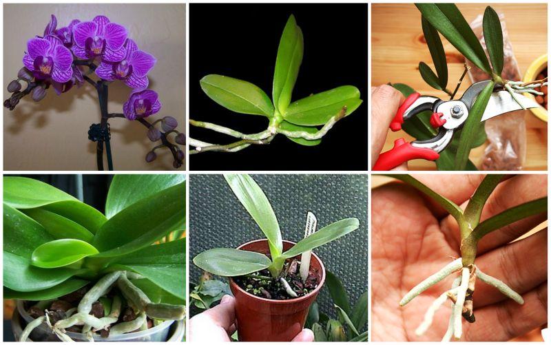 How to Propagate Orchid Easily at Home