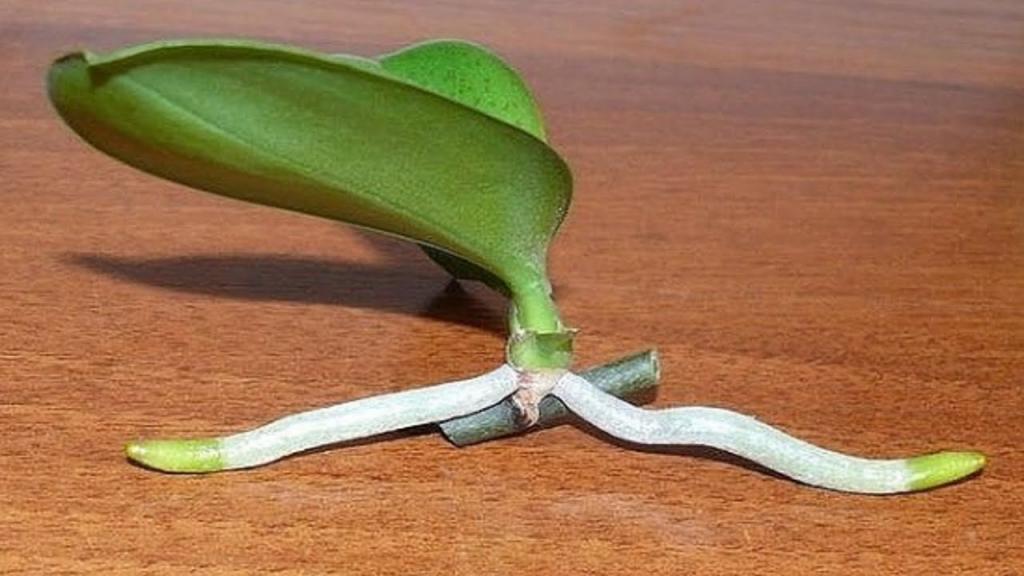 How to Grow Orchids from Stem Cuttings - YouTube