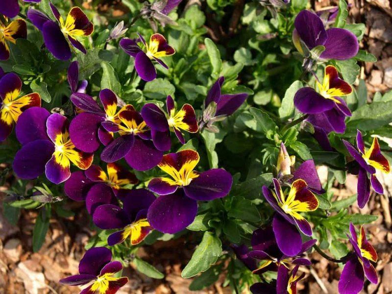 How To Propagate Pansies The 3 Best Ways - Krostrade