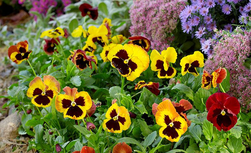 How to Grow Pansies | Garden Gate