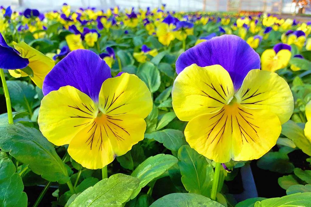 Pansy Flower Growing Guides, Tips, and Information | Gardener's Path