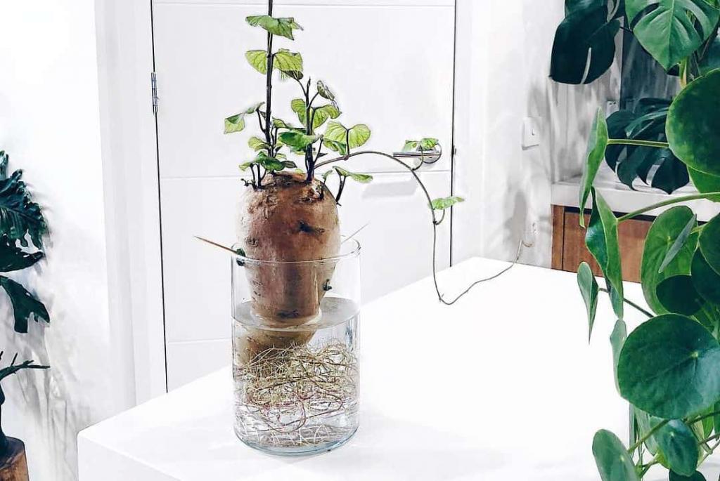 Free Houseplant Alert: How to Grow a Sweet Potato Vine Plant in 3 Steps