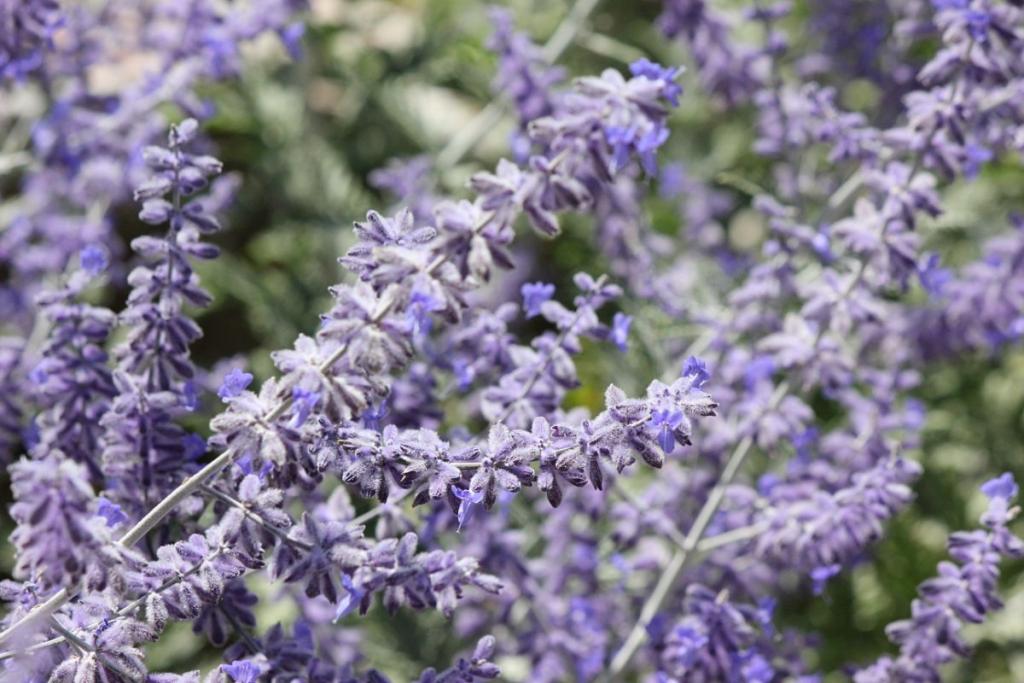 Russian Sage Growing Guide: (Plant, Grow, and Care for Russian Sage)