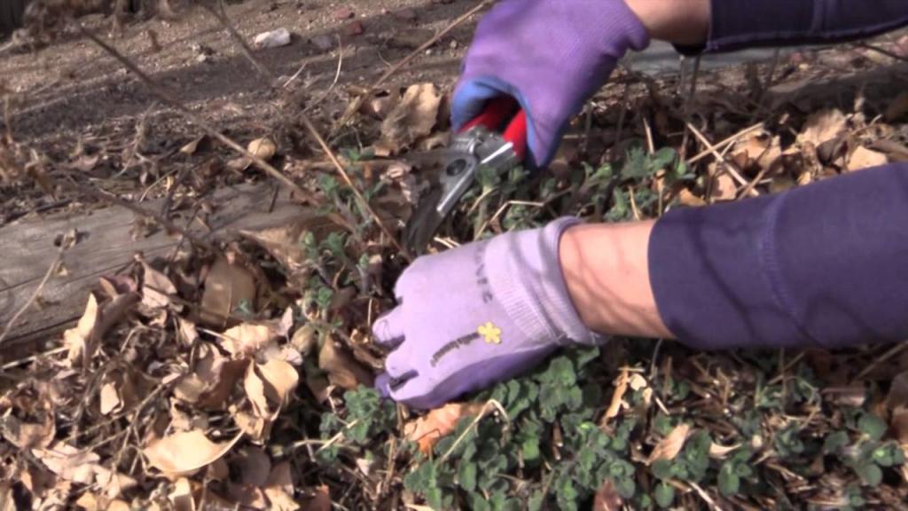 How to Cut Back Catmint in Spring - YouTube