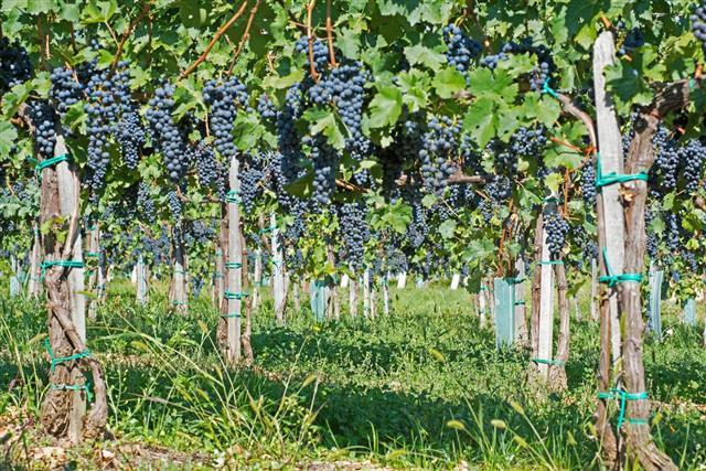 How to Prune Concord Grapes - Gardenerdy